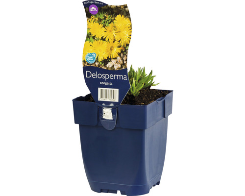 Kosmatec sedmokráskovitý FloraSelf Delosperma congesta 'Golden Nugget' 5-10 cm kvetináč 0,5 l