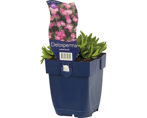 Poludňovka FloraSelf Delospermum sutherlandii 5-15 cm kvetináč 0,5 l