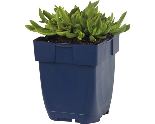 Kosmatec sedmokráskovitý v kvetináči