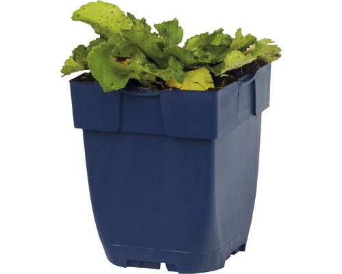 Modrý kvetináč so šalátom