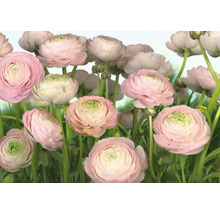 Fototapeta papierová 8-894 VOL 15 Gentle rose 8-dielna 368x254 cm