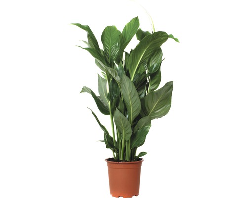 Lopatkovec kolumbijský FloraSelf Spathiphyllum wallisii 'Sweet Silvio' 70-80 cm kvetináč Ø 17 cm