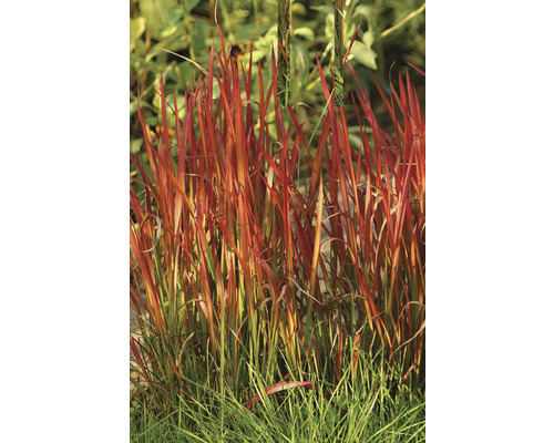 Imperáta valcovitá FloraSelf Imperata cylindrica var. 'Red Baron' 10-40 cm kvetináč 3 l