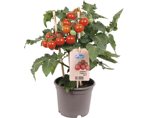 Cherry paradajka FloraSelf Ø 13 cm kvetináč