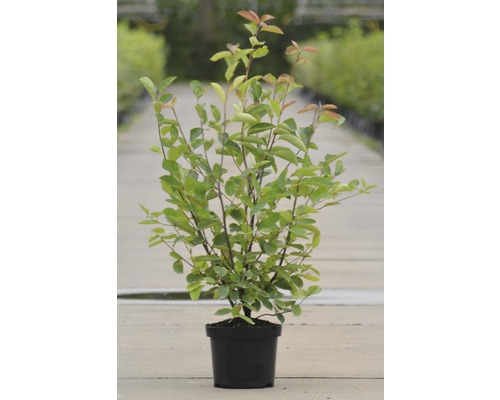 Muchovník Lamarckov FloraSelf Amelanchier lamarckii 50-60 cm kvetináč 4 l