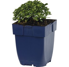 Krík pestovaný v kvetináči