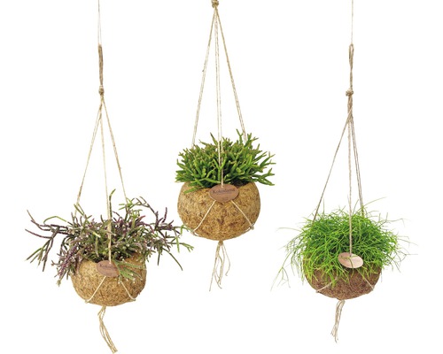 Ripsalis FloraSelf mix Rhipsalis v závesnom kvetináči kokedama výška 30-35 cm kvetináč Ø 15 cm 1 ks, rôzne druhy Tri závesné kokedamy s rôznymi zelenými rastlinami v kokosových škrupinách
