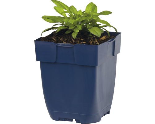 Štvorcový kvetináč s rastlinou