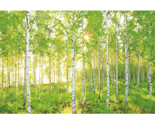 Brezový les so slnečným svetlom