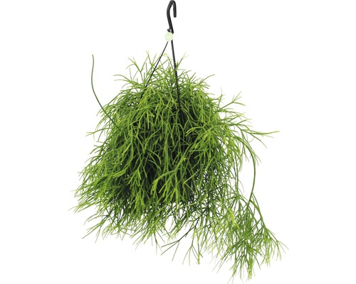 Korálový kaktus, ripsalis bobulonosný v závesnom kvetináči FloraSelf Rhipsalis 'Oasis' výška 20-30 cm kvetináč Ø 17 cm