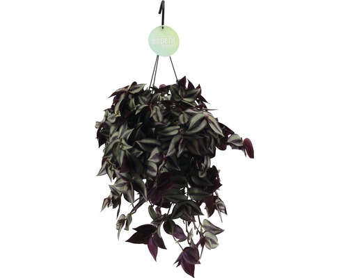 Zebrina v závesnom kvetináči FloraSelf Tradescantia zebrina 'Violet' výška vr. kvetináče 20-25 cm kvetináč Ø 17 cm