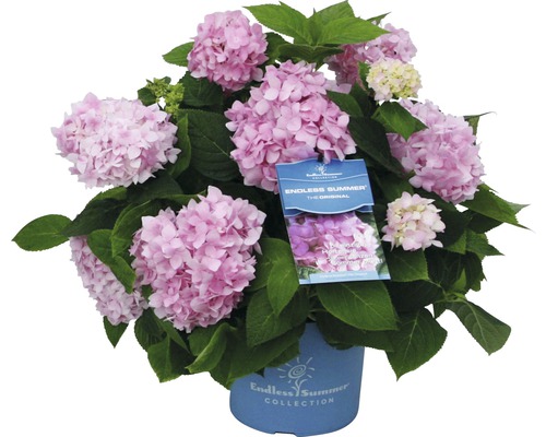 Hortenzia kalinolistá Endless Summer® Hydrangea macrophylla 20-35 cm kvetináč 5 l ružová