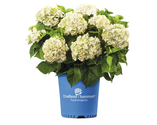 Hortenzia veľkolistá Endless Summer® Hydrangea macrophylla 'The Bride' 20-35 cm kvetináč 5 l biela