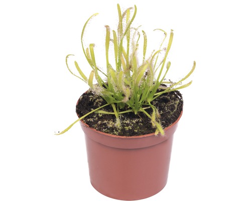 Mäsožravá rastlina Rosička FloraSelf Drosera 12-17 cm kvetináč Ø 9 cm 1 ks, rôzne druhy