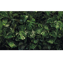Fototapeta vliesová P333-VD4 Pure Tropical Wall 4-dielna 400x250 cm