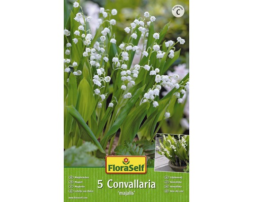 Konvalinka voňavá - Convallaria Majalis Floraself biela 5 ks
