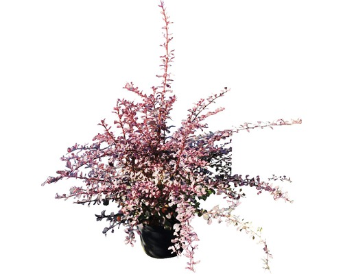 Dráč v kvetináči