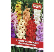 Balenie šiestich cibuliek mečíkov (Gladiolus Grandiflora) vo farebnej zmesi
