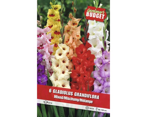 Balenie šiestich cibuliek mečíkov (Gladiolus Grandiflora) vo farebnej zmesi