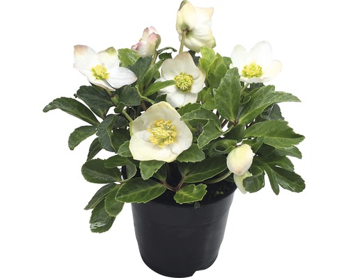 Čemerica čierna FloraSelf Helleborus niger 'Christmas Carol' kvetináč Ø 12 cm