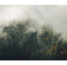Fototapeta vliesová Tales, motív les