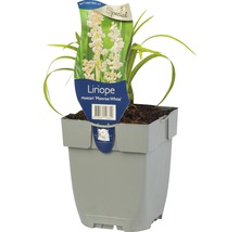 Liriope muscari ''Monroe White'' v kvetináči