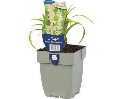 Liriopa modrincová FloraSelf Liriope muscari 'Monroe White' 5-20 cm kvetináč 0,5 l Liriope muscari ''Monroe White'' v kvetináči