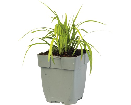 Izbová rastlina v kvetináči s podlhovastými listami