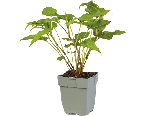 Šípovka v kvetináči