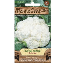 Semená karfiolu odrody Octavian