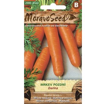 Balenie semien mrkvy