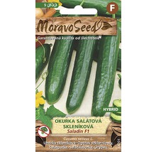 Balenie semien šalátovej uhorky Moravo Seed Saladin F1