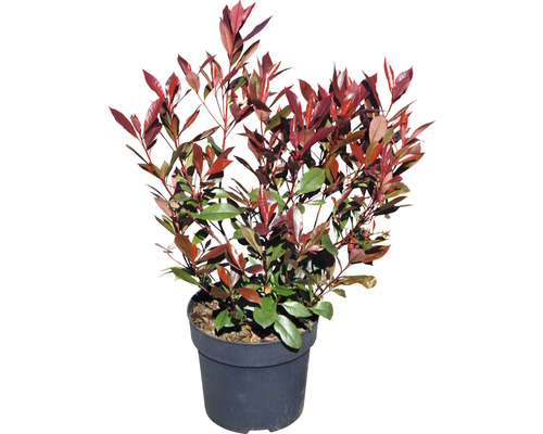 Hlohyně šarlátová v kvetináči