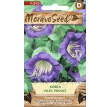 Balenie semien kobea popínavá