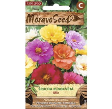 Balenie zmesi semien Portulaca grandiflora