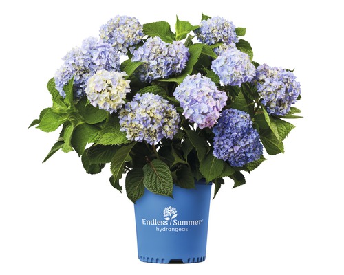 Hortenzia veľkolistá Endless Summer® Hydrangea macrophylla 20-35 cm kvetináč 5 l modrá