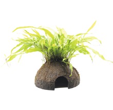 Dekorácia do akvária s kokosovou jaskyňou a rastlinou