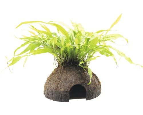 Dekorácia do akvária s kokosovou jaskyňou a rastlinou