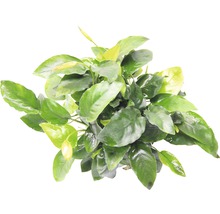 Pohľad zhora na akváriovú rastlinu so zelenými listami