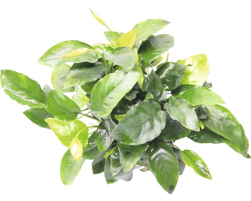 Pohľad zhora na akváriovú rastlinu so zelenými listami