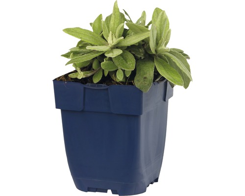 Tarica v kvetináči