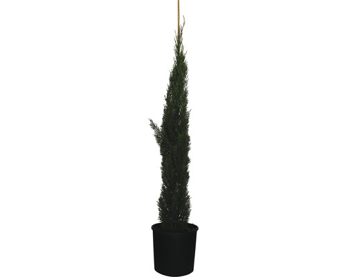 Cyprus vždyzelený FloraSelf Cupressus sempervirens 'Totem' 150 – 170 cm kvetináč 18 l