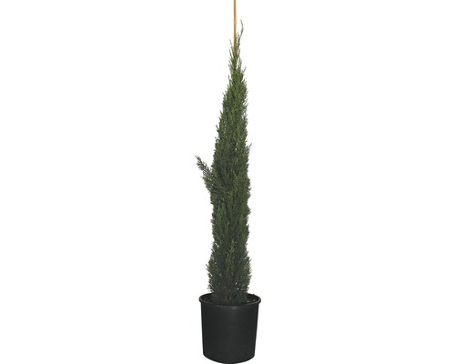 Cyprus vždyzelený FloraSelf Cupressus sempervirens 'Totem' 125 – 150 cm kvetináč 12 l