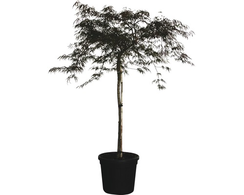 Javor dlanitolistý tmavočervený na kmienku FloraSelf Acer palmatum 'Dissectum Garnet' výška 120 cm kvetináč 25 l