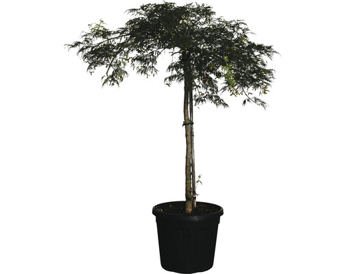 Javor dlanitolistý zelený FloraSelf Acer palmatum 'Dissectum Viridis' výška 100-120 cm kvetináč 25 l