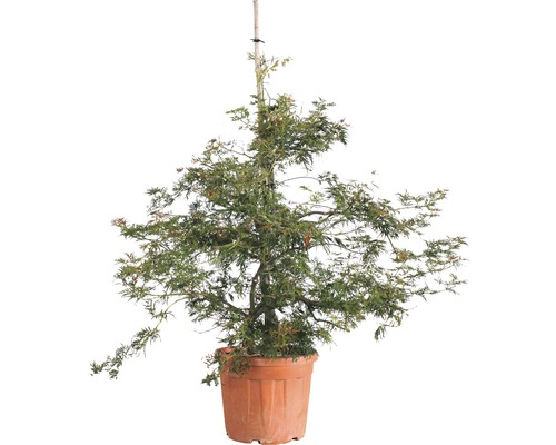 Javor dlanitolistý zelený FloraSelf Acer palmatum 'Dissectum Viridis' výška 125-150 cm kvetináč 35 l