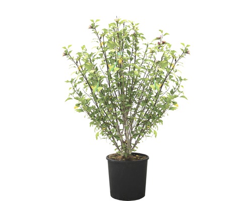 Ibištek sýrsky FloraSelf Hibiscus syriacus výška 120-130 cm kvetináč 25 l 1 ks, rôzne druhy Okrasná jabloň v čiernom kvetináči