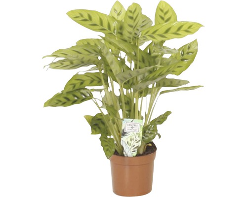 Kalátea FloraSelf Calathea 'Leopardina' výška 35-45 cm kvetináč Ø 12 cm