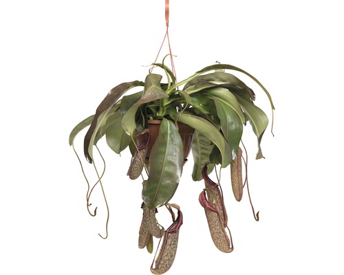 Krčiažnik v závesnom kvetináči FloraSelf Nepenthes 'Miranda' výška 65-70 cm kvetináč Ø 25 cm