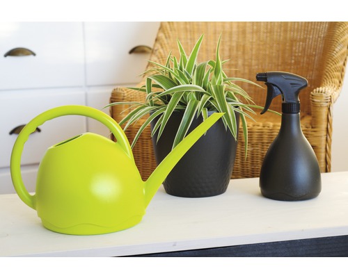 Zelená kanva, izbová rastlina v kvetináči a rozprašovač na stole.